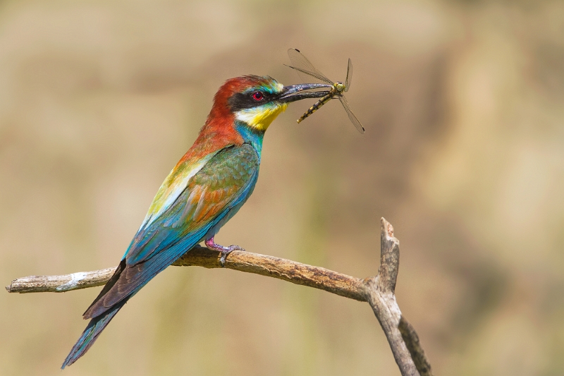 Doina Russu - Pregătiri de nuntă.jpg